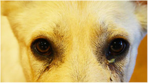 Конъюнктивит у собак: симптомы, причины и лечение