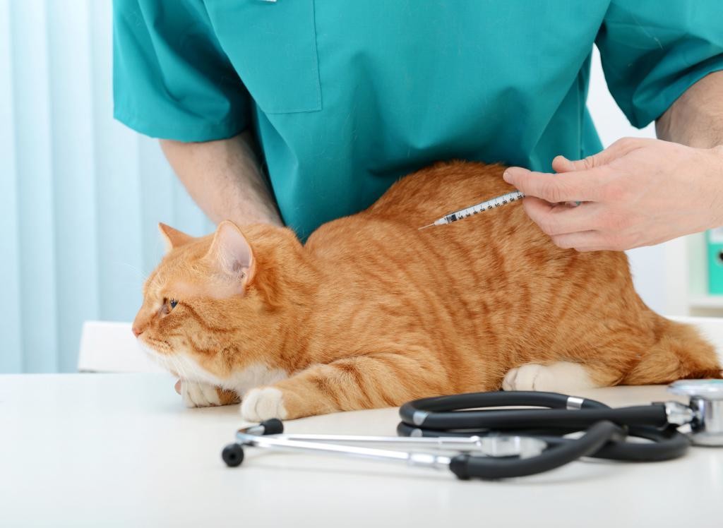 симптомы и лечение кошек